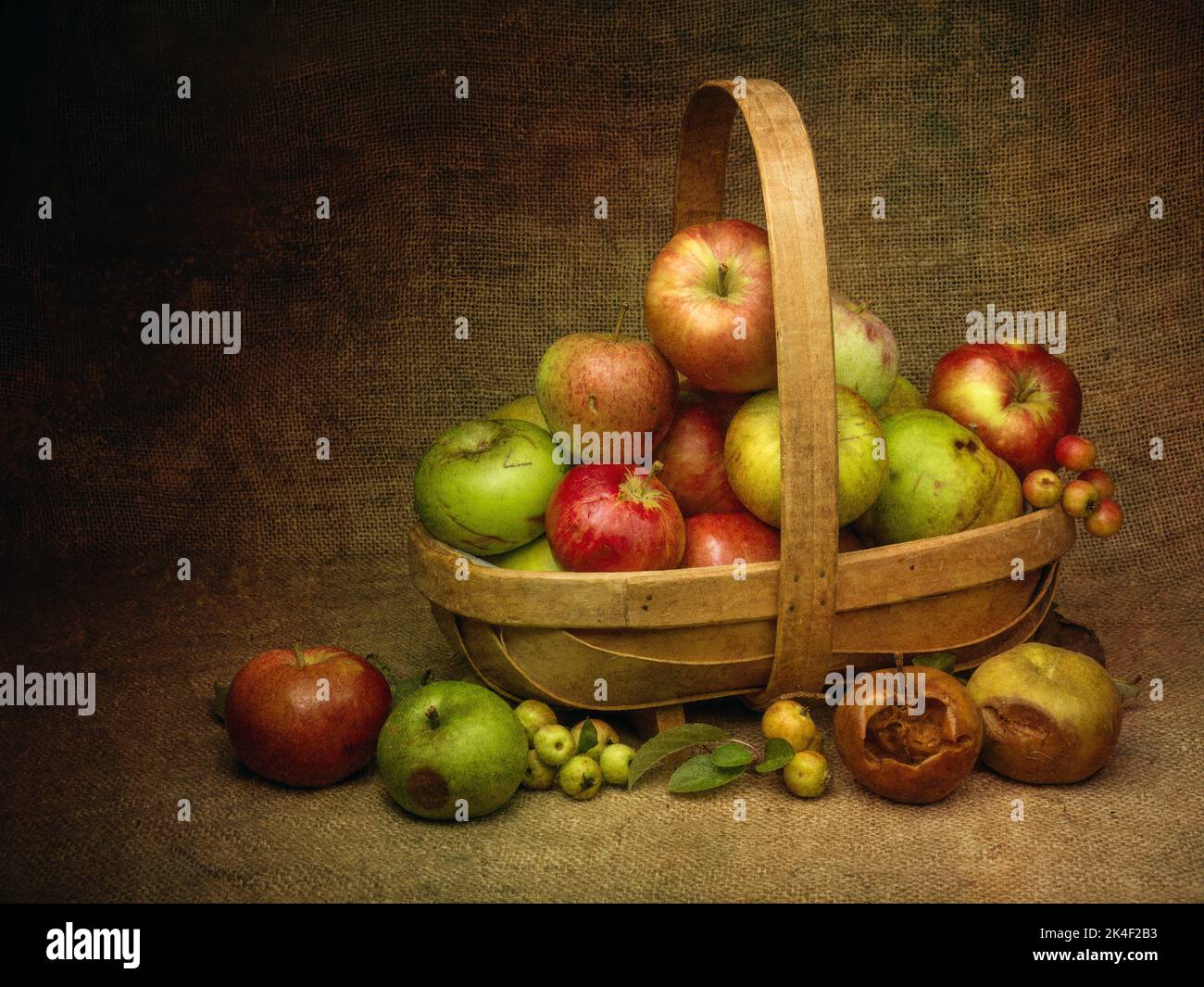 Windfall apples, collected in trug, still life composition. Stock Photo