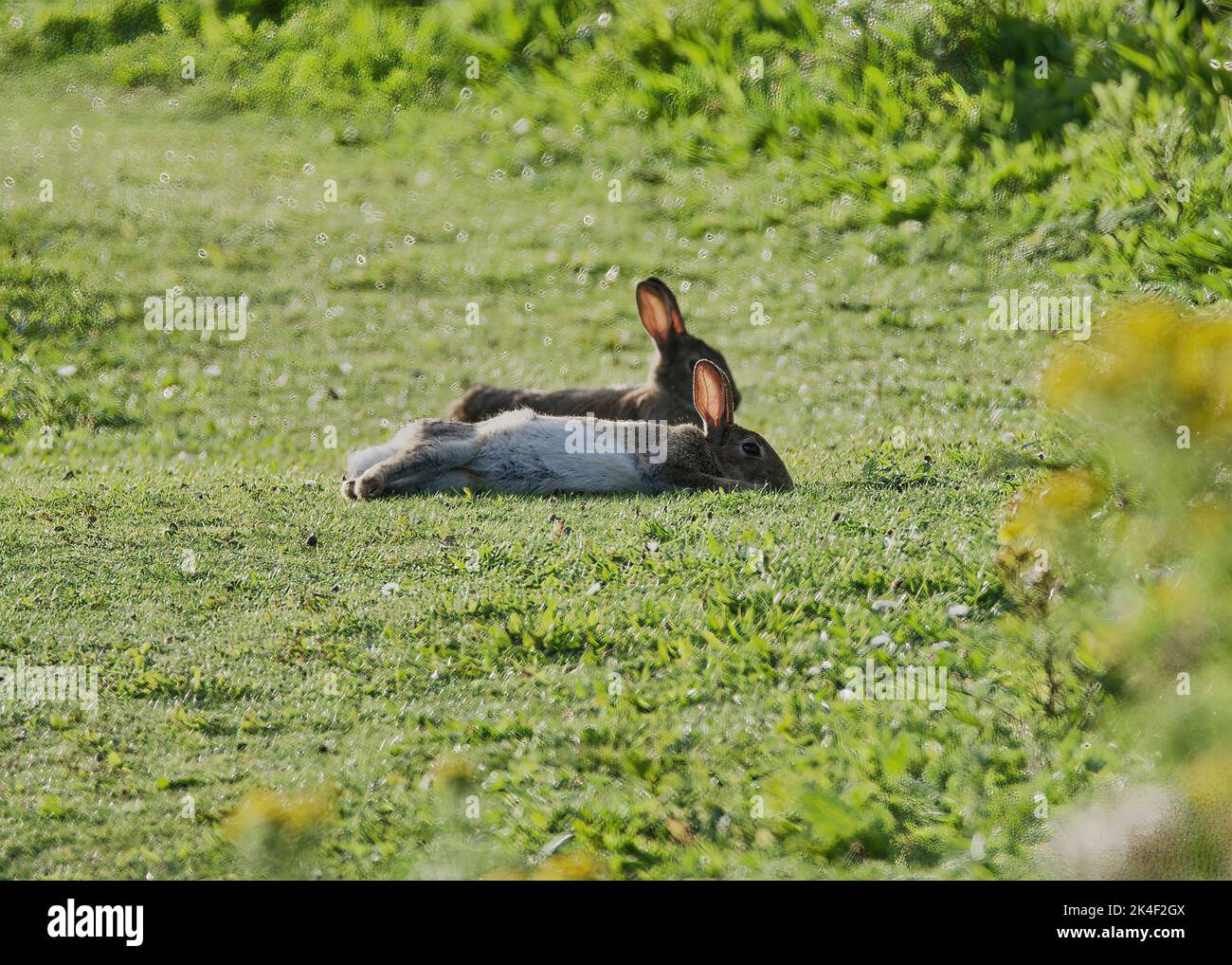 Rabbits, Sunbathing, Kilnaughton Bay, Port Ellen, Isle of Jura Stock Photo