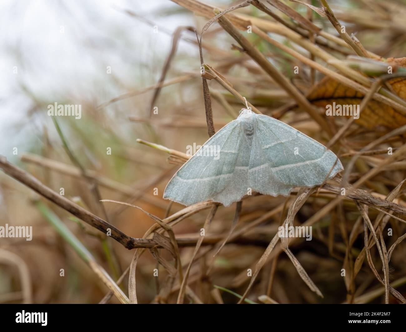 Seeking shelter. Campaea margaritata aka the Light Emerald moth. Family Geometridae. Stock Photo