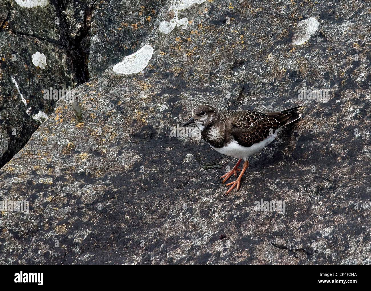 Turnstone (Arenaria interpres) winter visitor (Aug - May) from Canada/Greenland to Islay Stock Photo