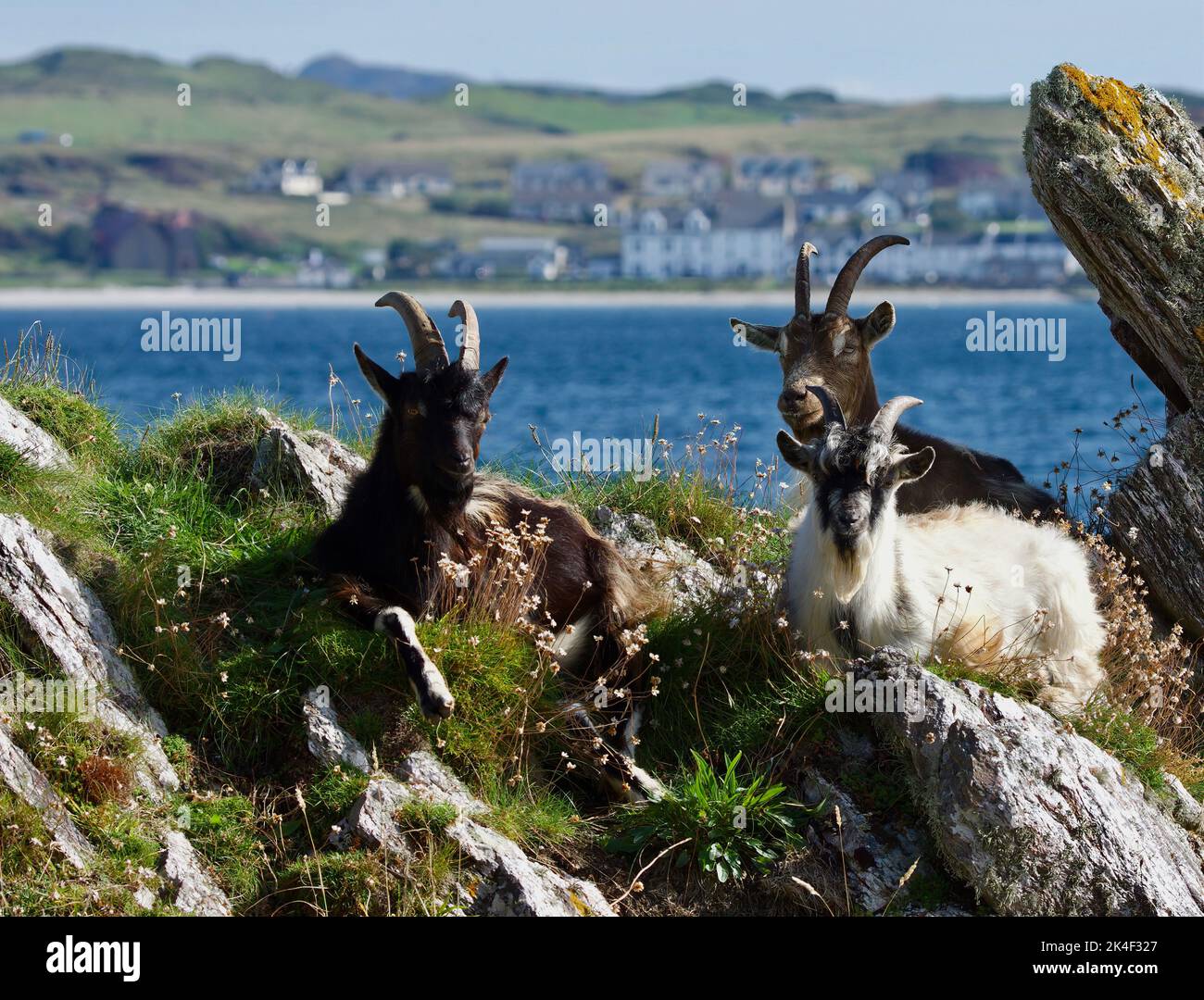Wild Goats with Port Ellen in the Background, near Kilnaughton Bay, Oa Peninsula, Island of Islay Stock Photo