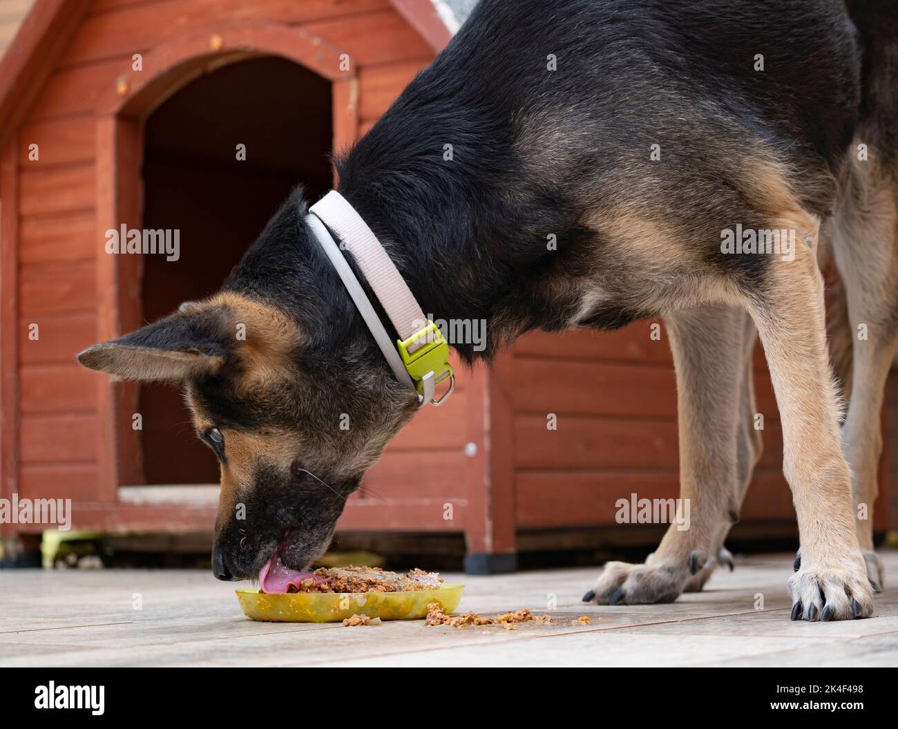 Feeding of hungry dog. Dog eating home made chicken tasty food from