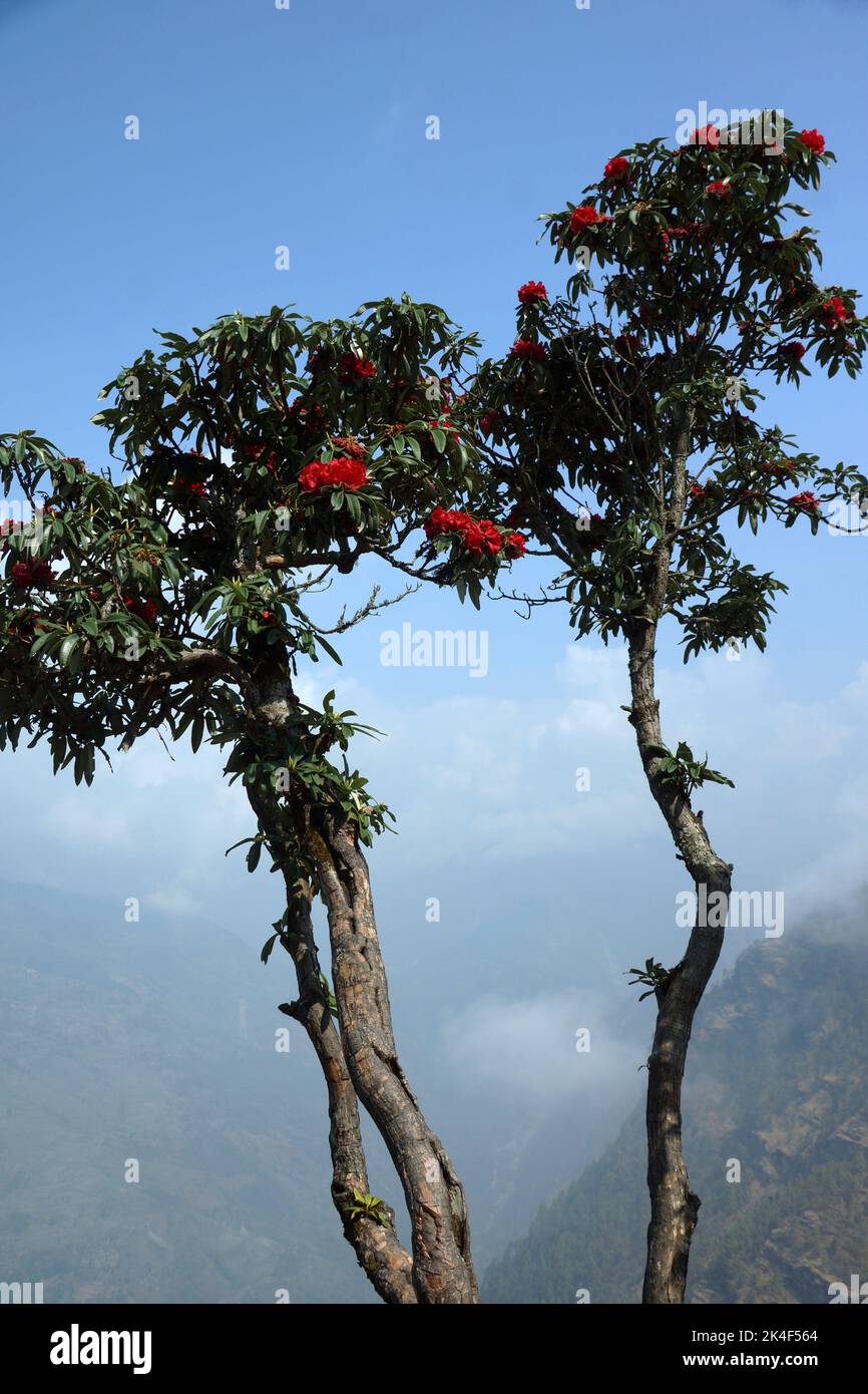 Wild Rhododendron trees in the Annapurna region of Nepal Stock Photo