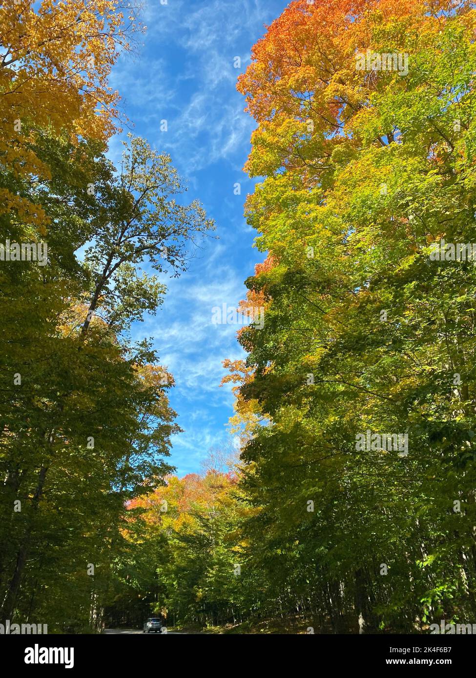 A vertical shot of trees with colorful leaves in cloudy sky background ...