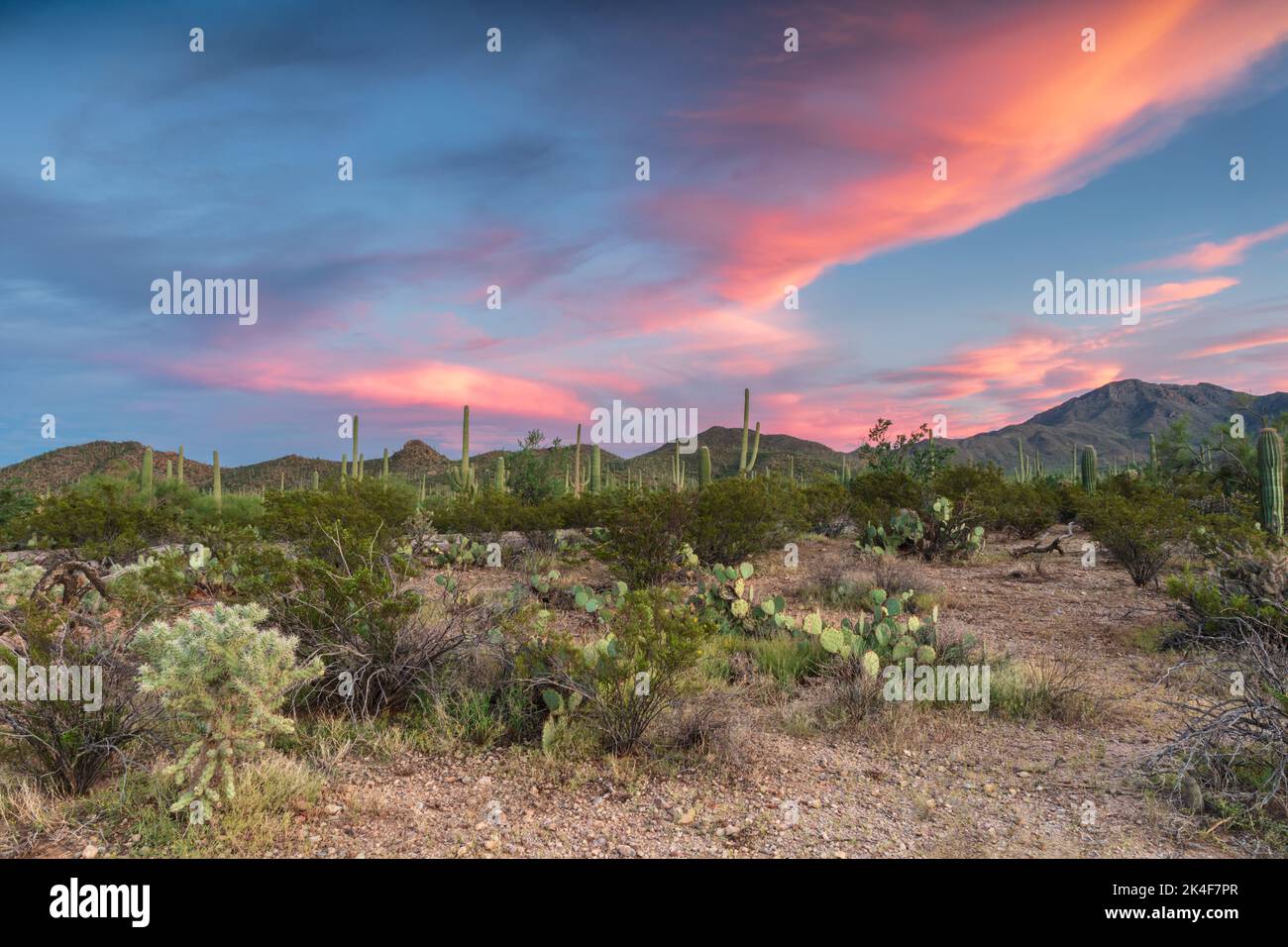 Arizona's Sonoran desert at dusk. Saguaro and other cactus cover the desert floor; Blue sky above filled with brilliant pink clouds. Stock Photo