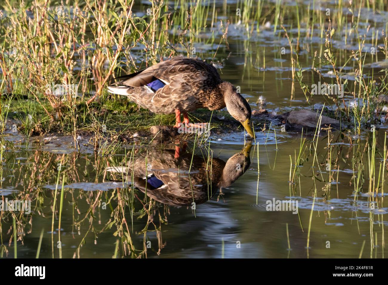 Mallard duck (Anas platyrhynchos) at edge of a lake standing among the reeds. Reflection in water. Stock Photo