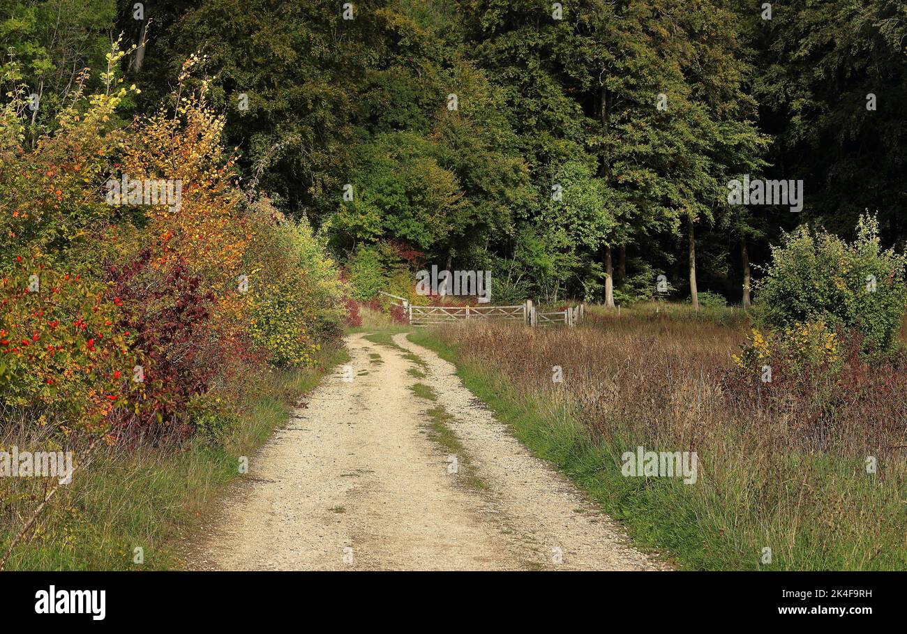 Early Autumn on a rural track in the Chiltern Hills in England Stock Photo