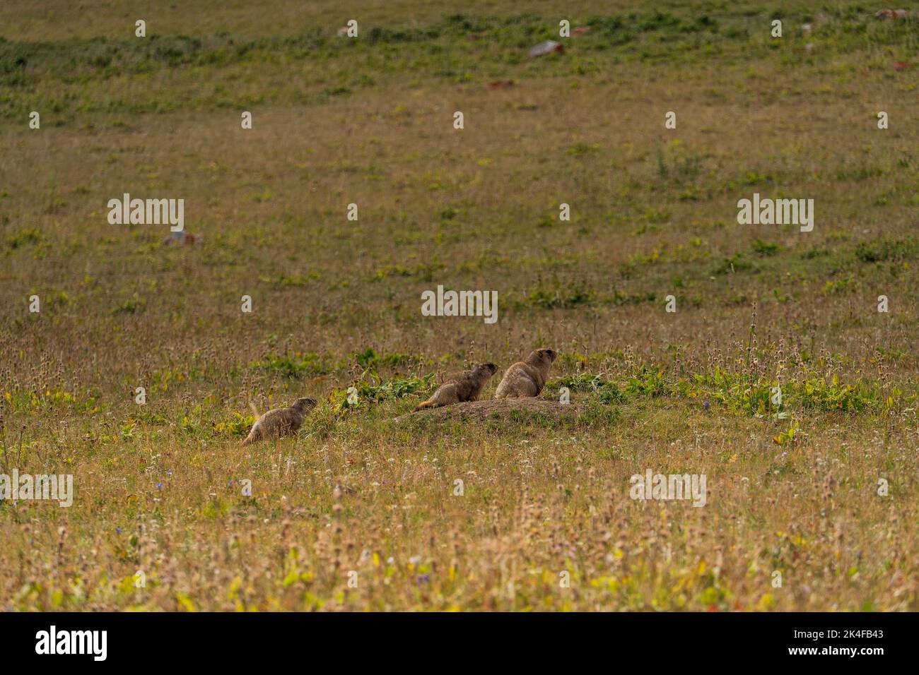 Group of marmots in grass Song Kul Lake, Kyrgyzstan Stock Photo