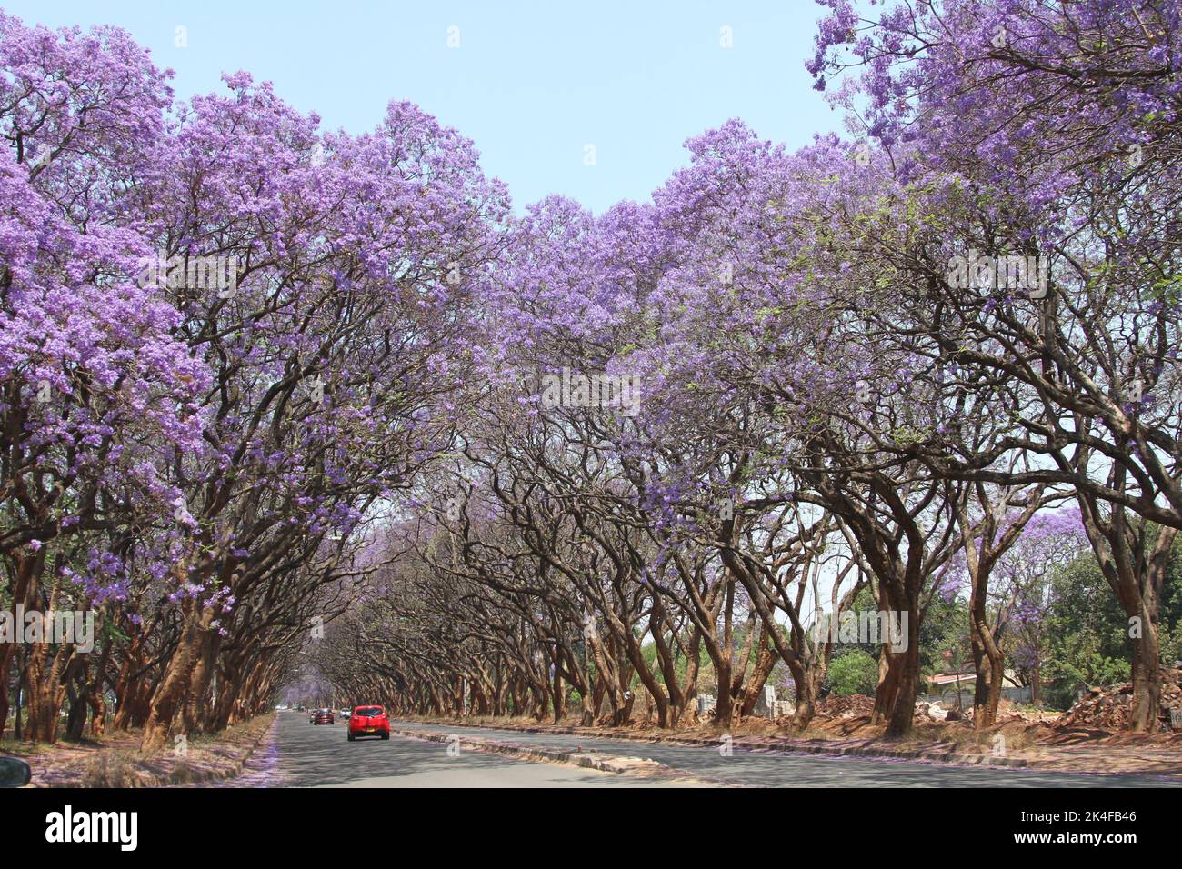 Zimbabwe Harare Jacaranda Hi res Stock Photography And Images Alamy