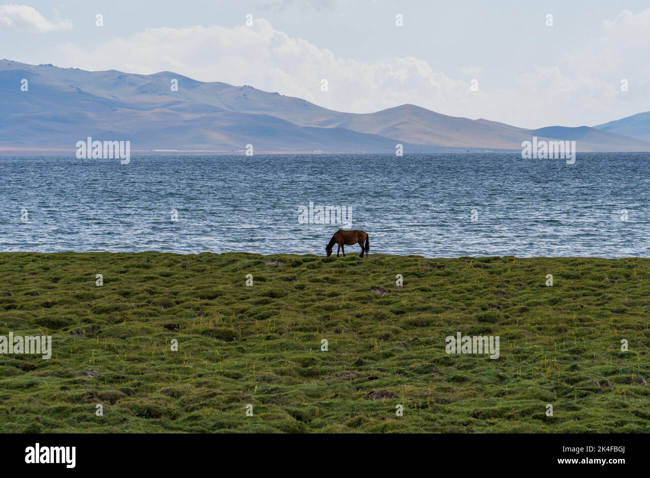 Lone horse grazing plains on the shore of Song Kul Lake with mountains in distance, Kyrgyzstan Stock Photo
