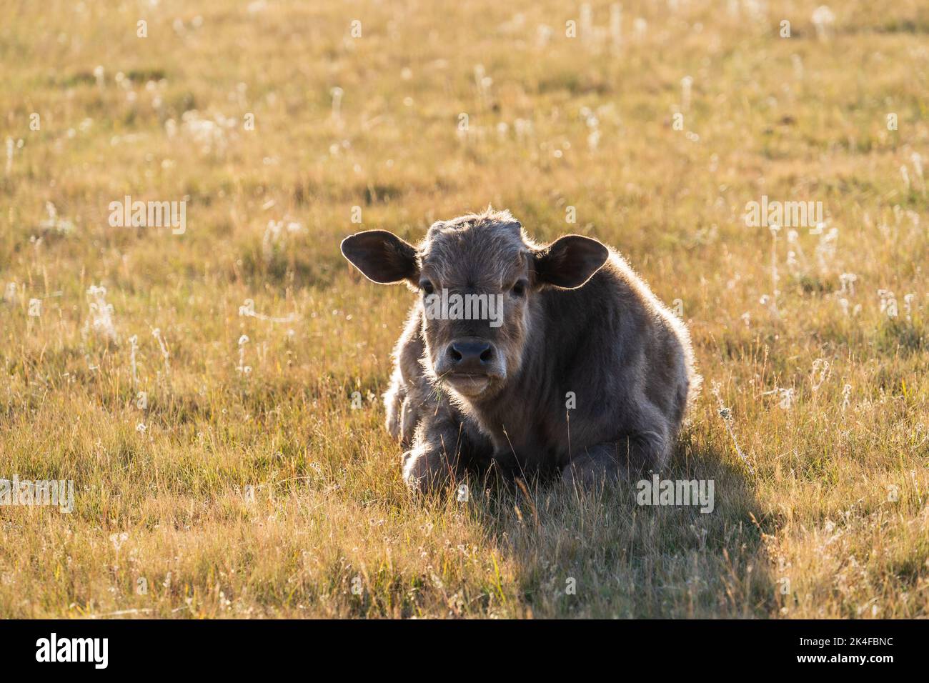 Cute cow calf lying on grass at the shores of Song Kul Lake, Kyrgyzstan Stock Photo