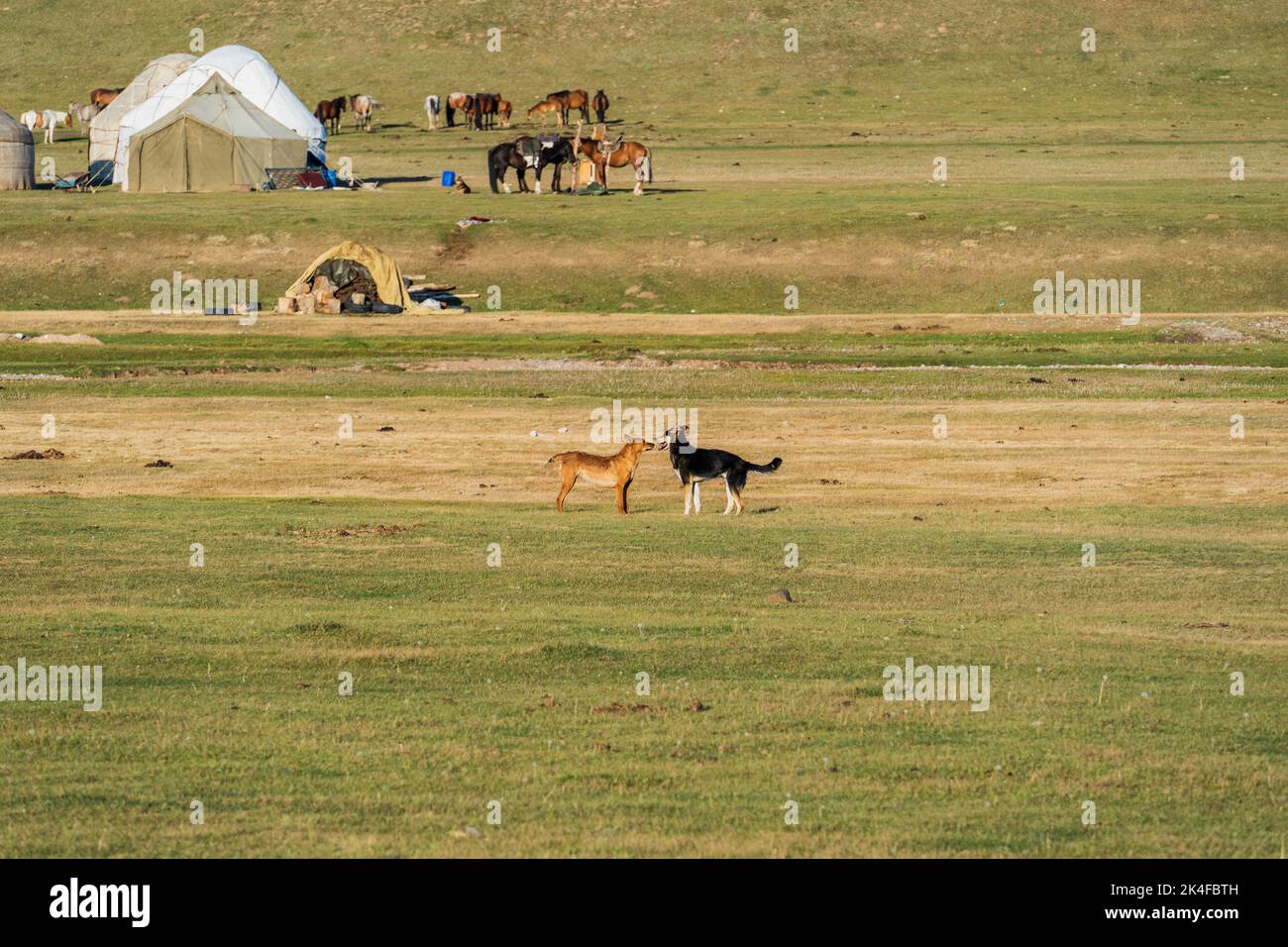Two dogs looking at each other at nomadic yurt tourist camp, Song Kul Lake, Kyrgyzstan Stock Photo