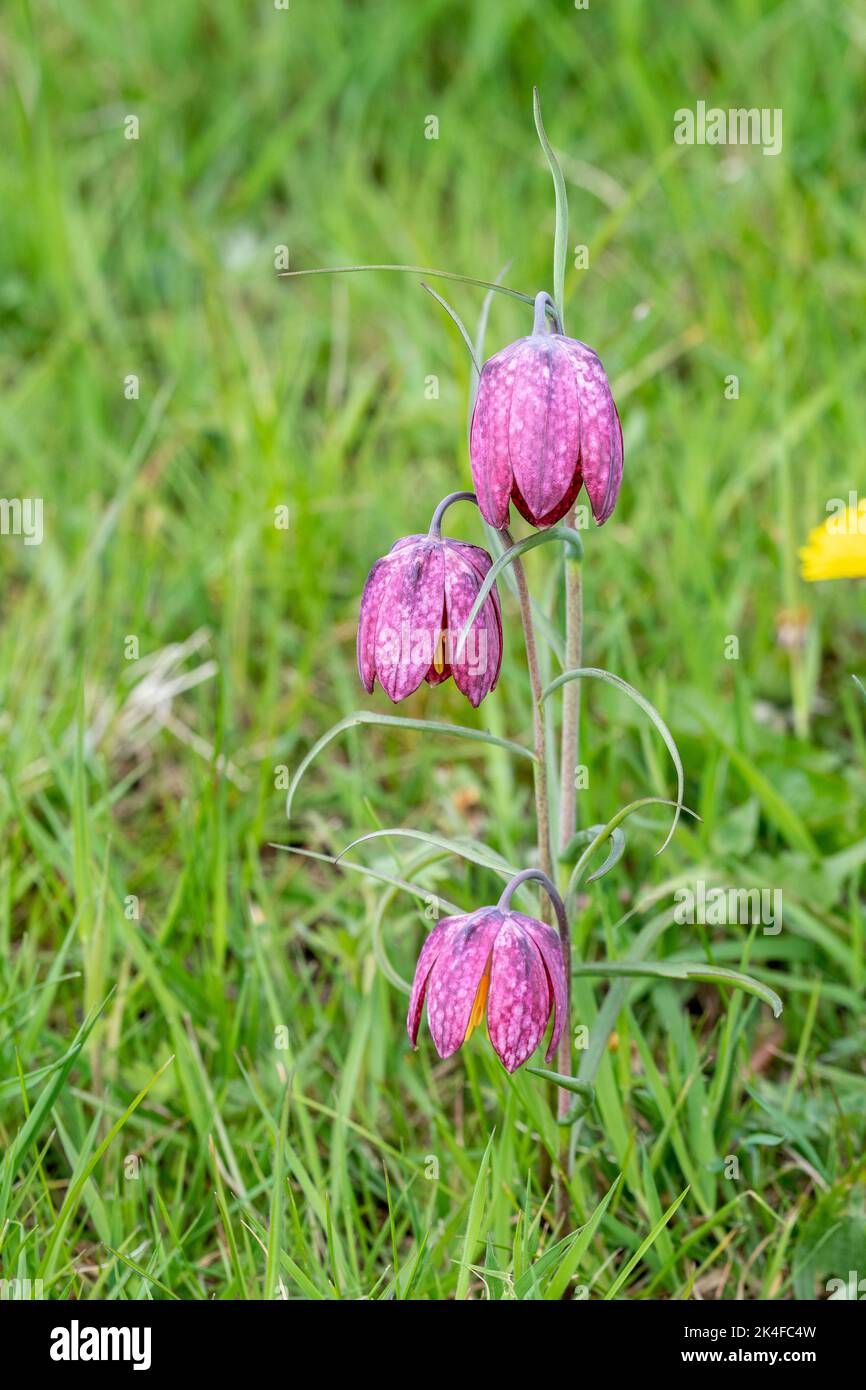 3 purple snakes head fritillary flowers, Fritillaria meleagris, in a vertical arrangement surrounded by natural meadow grasses Stock Photo