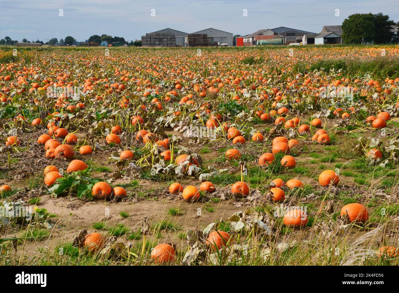 Field of pumpkins ready to harvest in Lincolnshire, UK. September 2022 Stock Photo