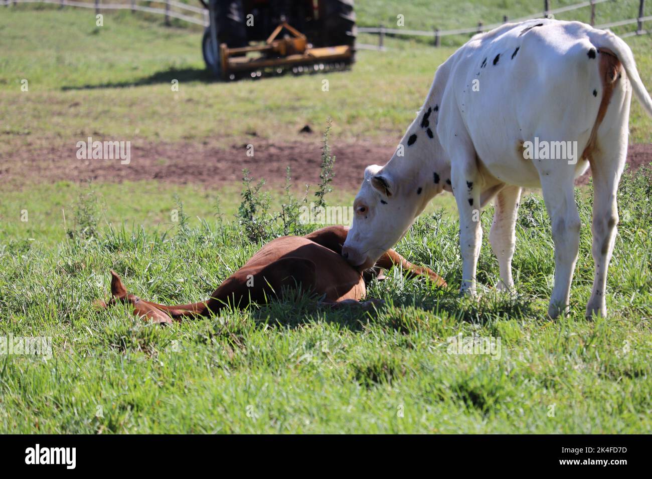 A white cow with small black spots playing with a brown horse on a field Stock Photo