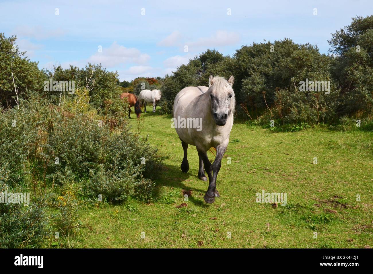 White horse and other horses at Gibraltar Point National Nature Reserve, managed by Lincolnshire Wildlife Trust. Near Skegness, Lincolnshire, UK Stock Photo