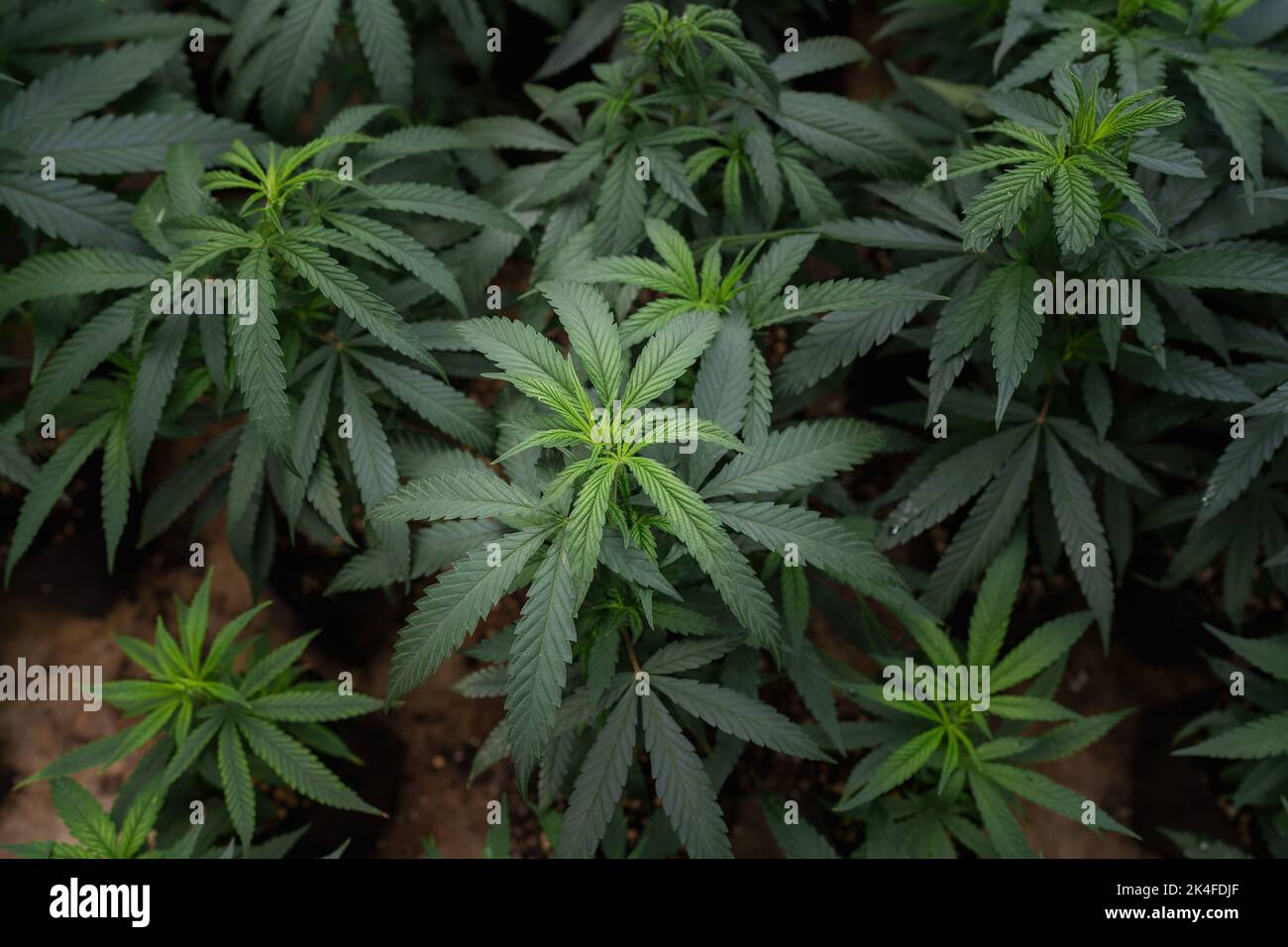 Cannabis or Marijuana or hemp leaf in a greenhouse. weed, herbal alternative medicine, cbd oil, pharmaceutical industry Concept Stock Photo