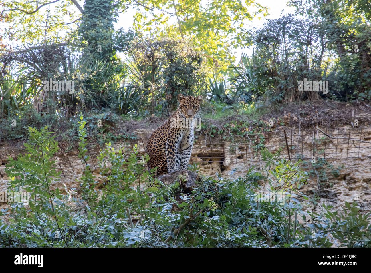 Javan Leopard in the Bioparc Doue la Fontaine Stock Photo