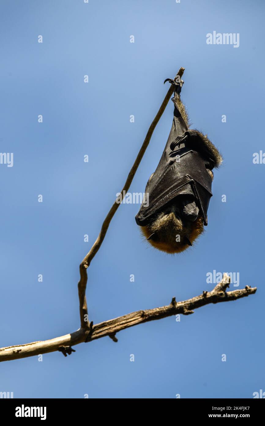 Fruit bat hanging upside down in a tree Stock Photo Alamy