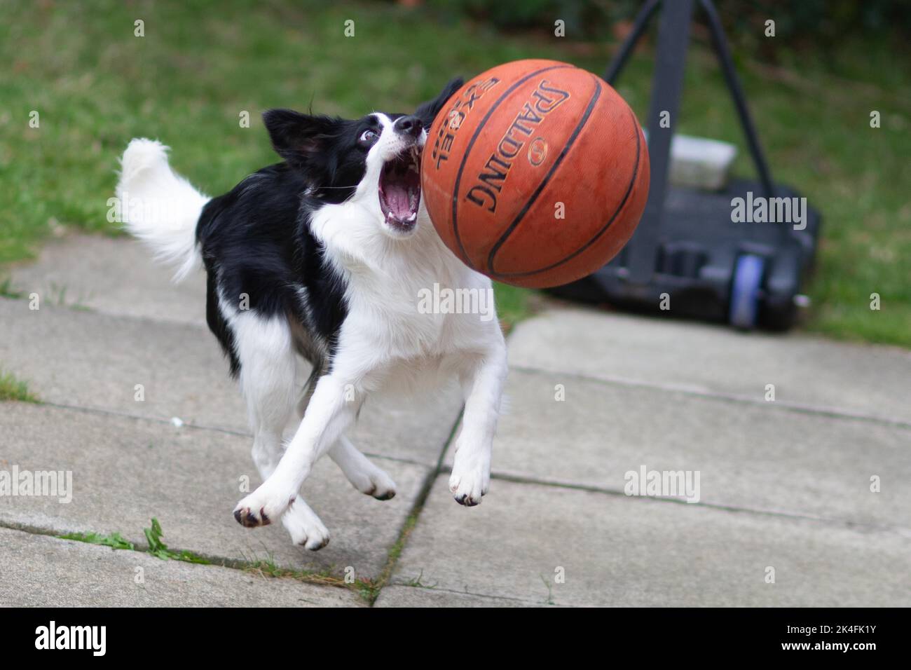 Belfast 02 Oct 2022 Amelia McErlane, the border Collie, plays with