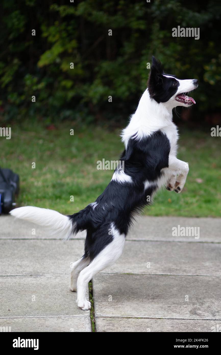 Belfast 02 Oct 2022 Amelia McErlane, the border Collie, plays with