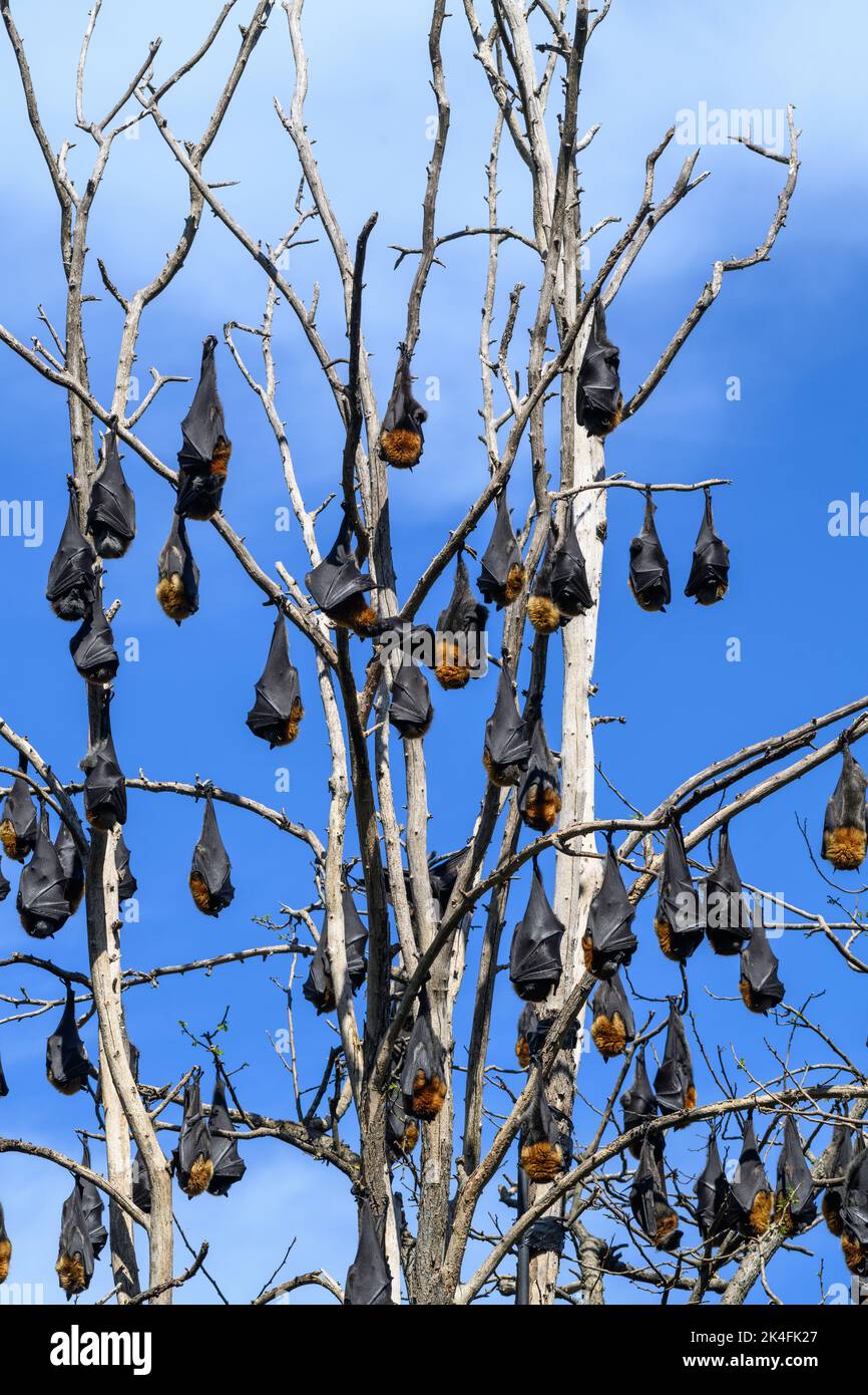 Fruit bats hanging upside down in a tree Stock Photo Alamy