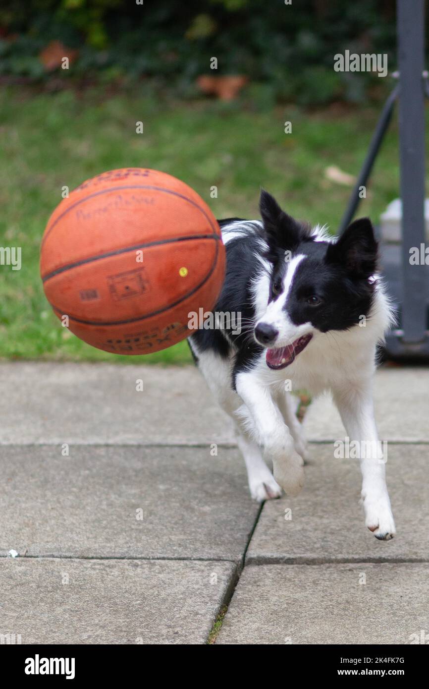 Belfast 02 Oct 2022 Amelia McErlane, the border Collie, plays with