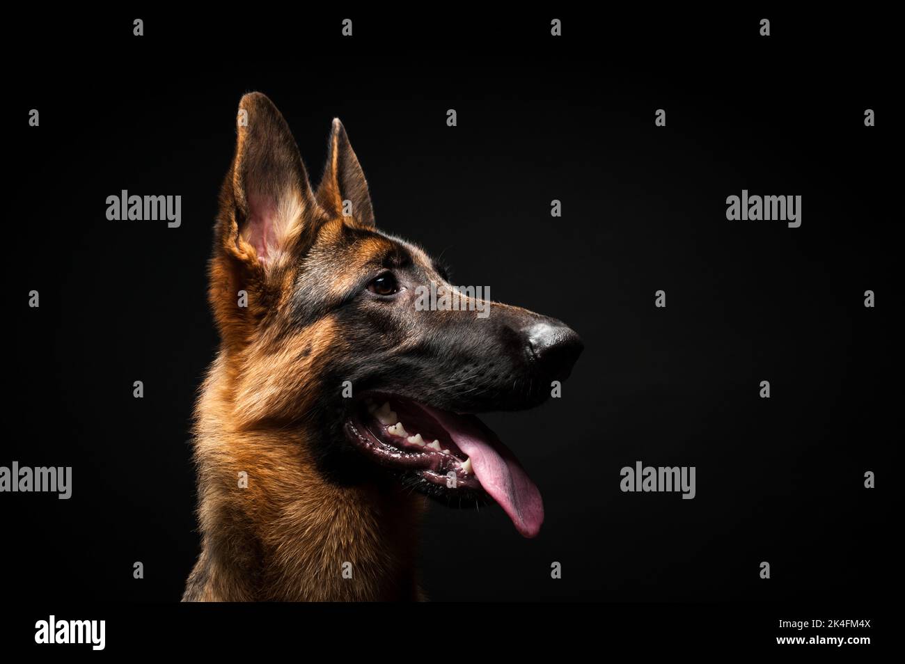 Portrait of a German shepherd in front of an isolated black background. Close-up of a German shepherd in profile view isolated black background. Stock Photo
