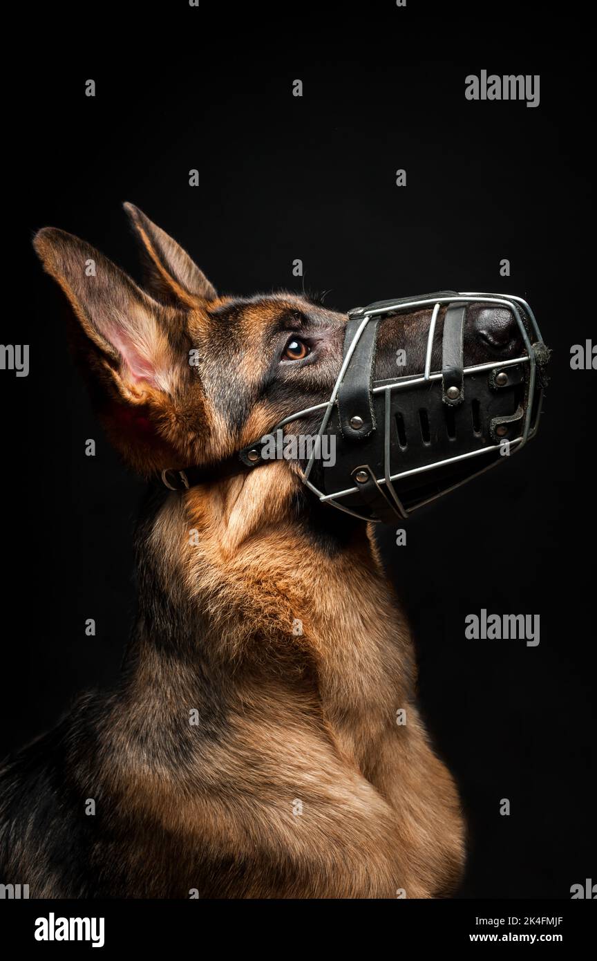 Portrait of a German shepherd in front of an isolated black background. Close-up of a German shepherd in a metal muzzle, view isolated black backgroun Stock Photo