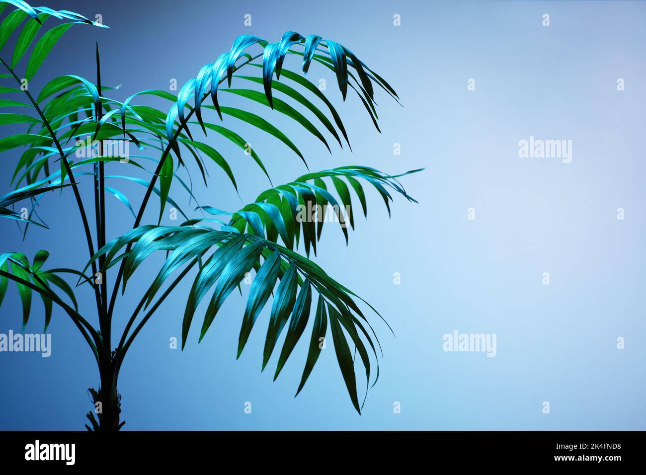 Decorative Areca palm near white wall. Green plants fot home. Eco Life. Freshening of the air. Indoor gardening. Stock Photo