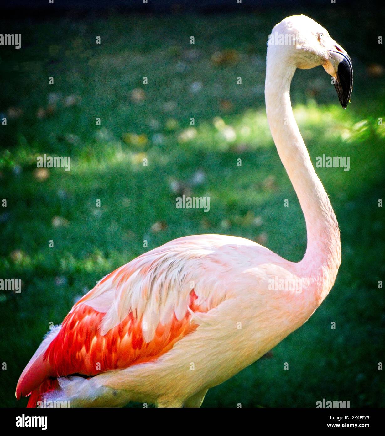 chilean flamingos Calgary Zoo Alberta Stock Photo
