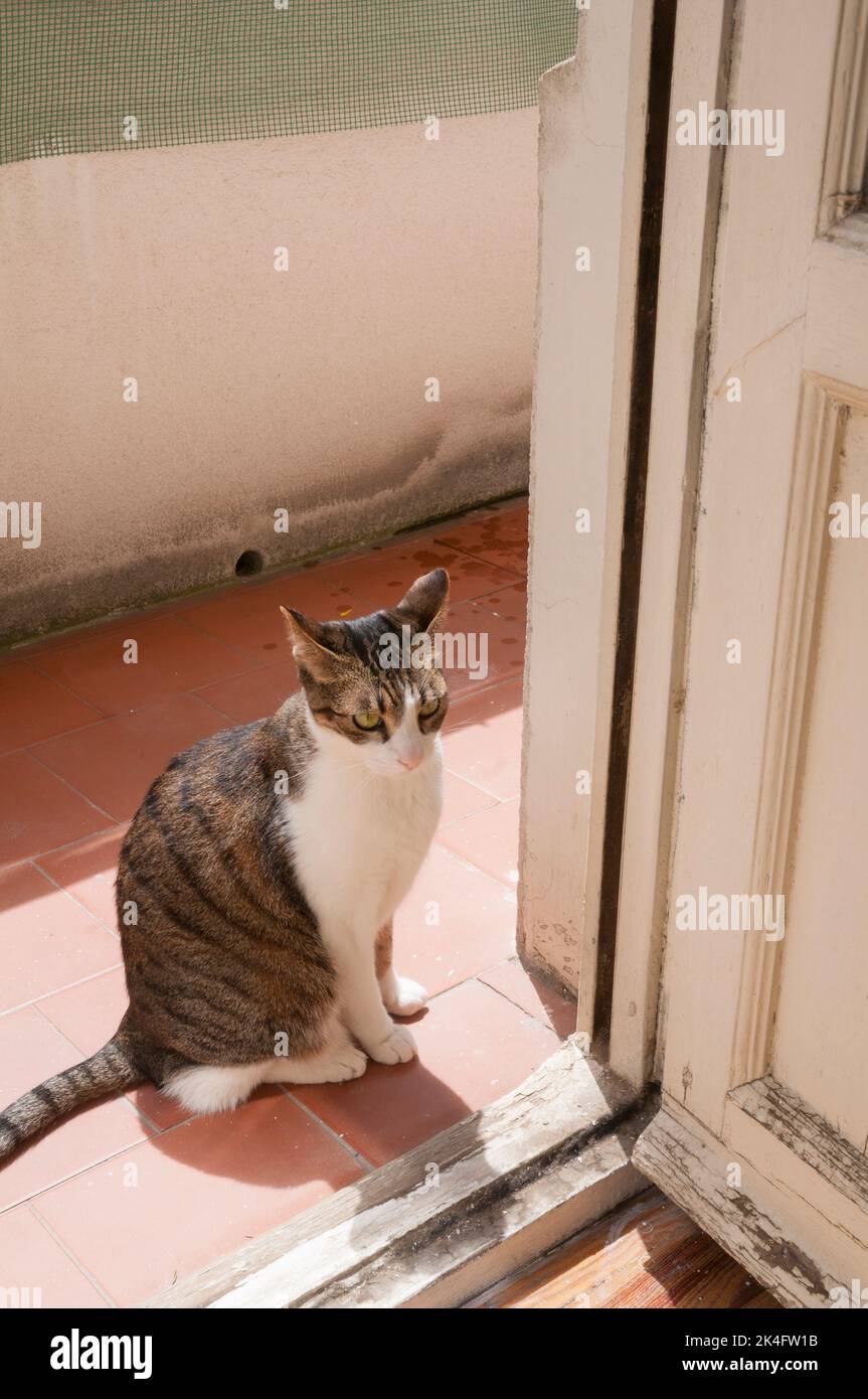 Tabby and white cat sunbathing. Stock Photo