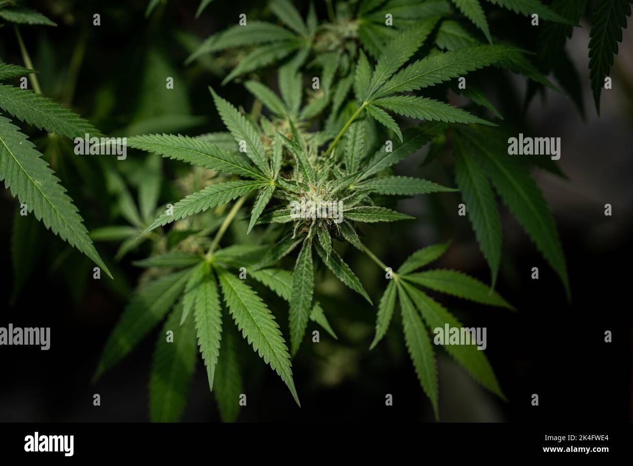 Close up photo of marijuana plants at indoor cannabis farm field. Hemp plants used for CBD and health Stock Photo