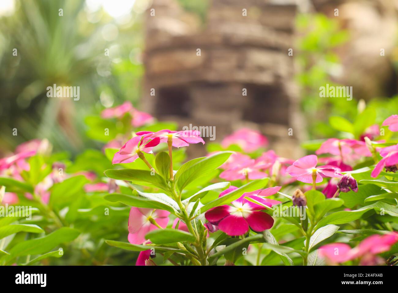 Pink periwinkle or catharanthus a lot. Flower garden, flowerbed. Catharanthus roseus, Madagascar periwinkle, Vinca, Old maid, Cayenne jasmine, Rose pe Stock Photo