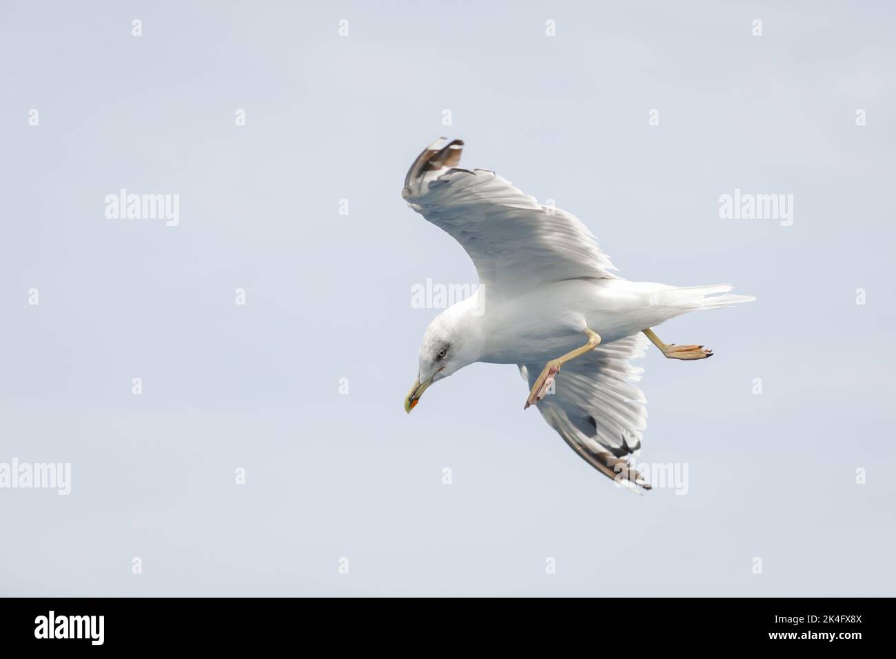 Sea bird above the Aegean Sea on the Greek island of Thassos on a sunny summer day. Stock Photo