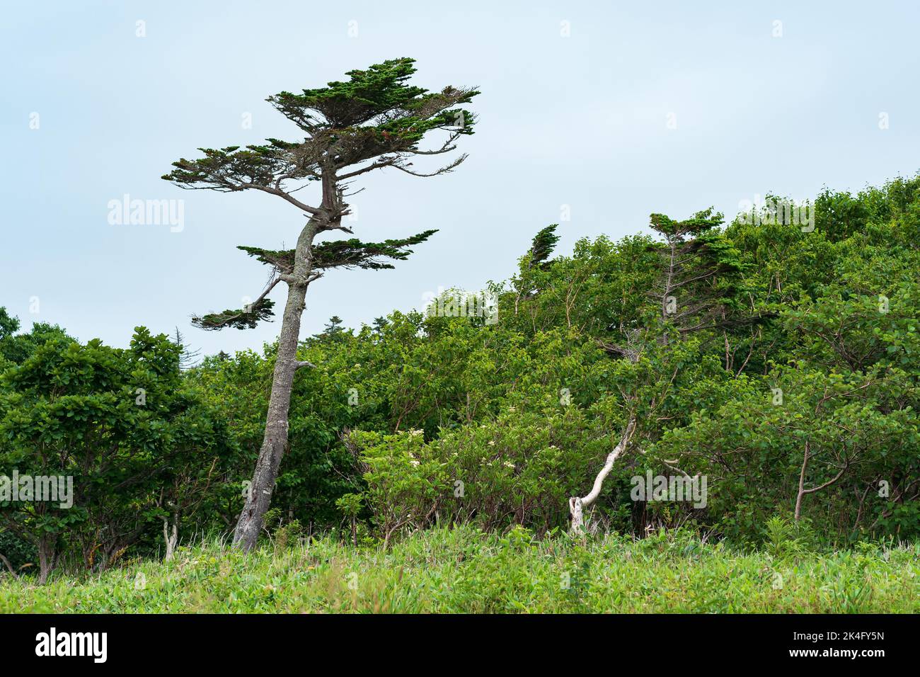 landscape with crooked pine over low coastal forest Stock Photo