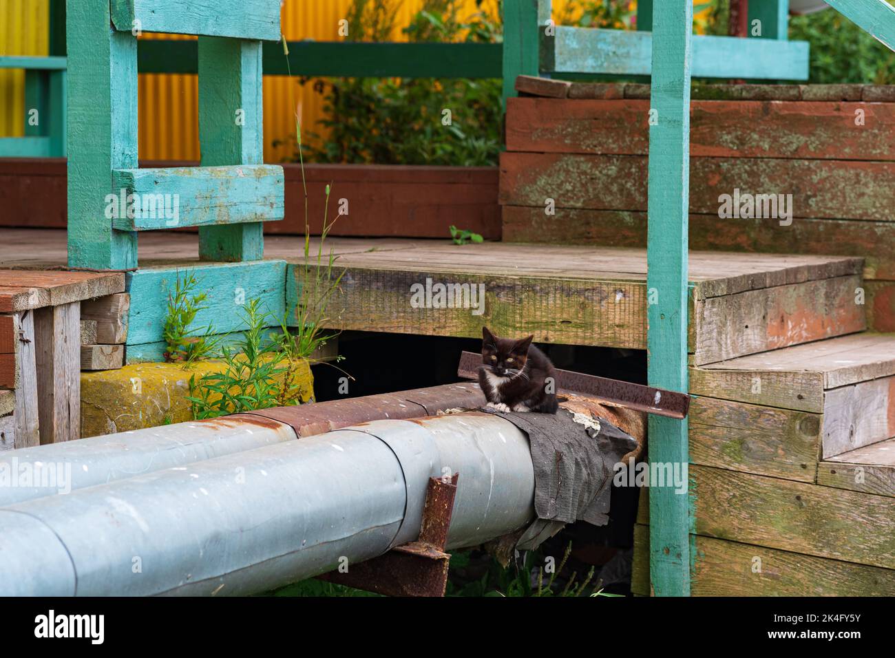 stray kitten on a heating pipe next to a wooden porch Stock Photo