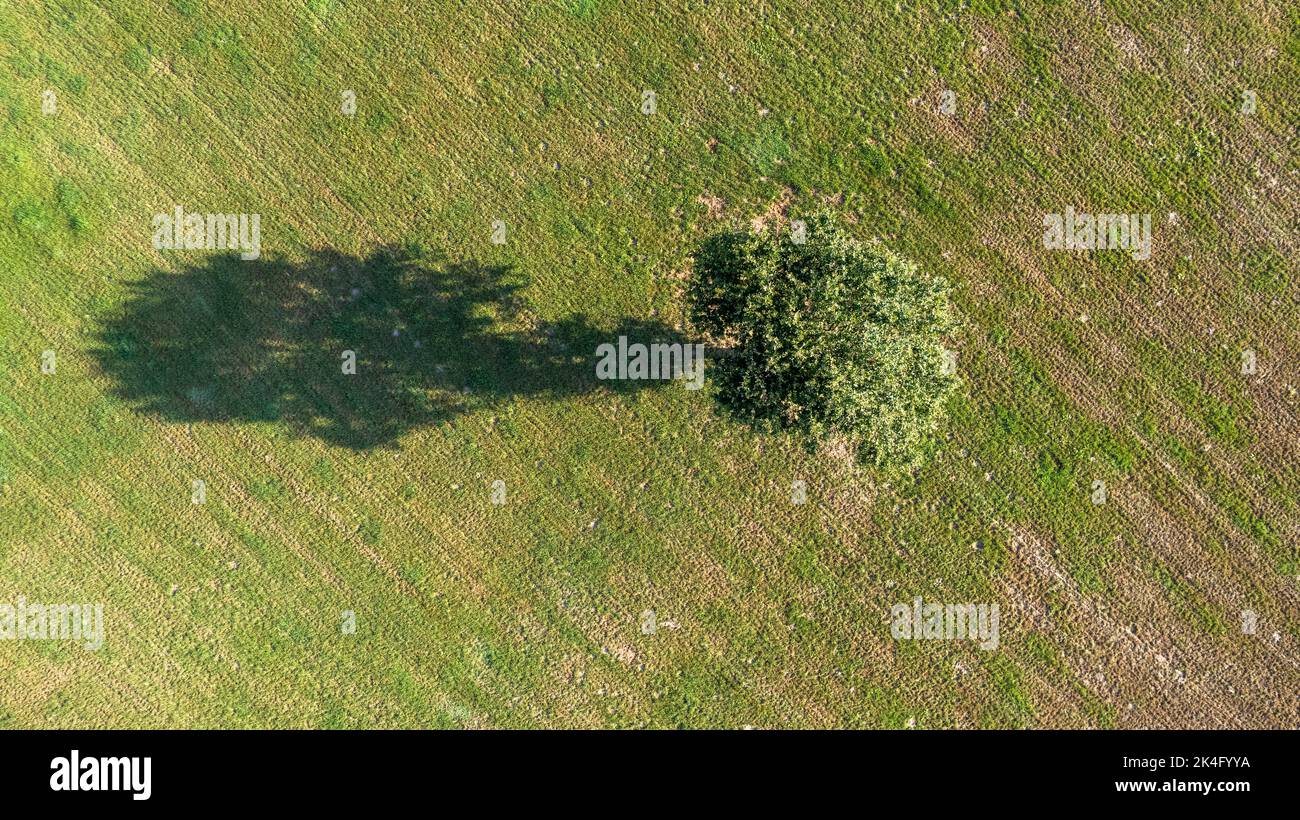 top down aerial view on a two trees in the middle of a cultivated field ...