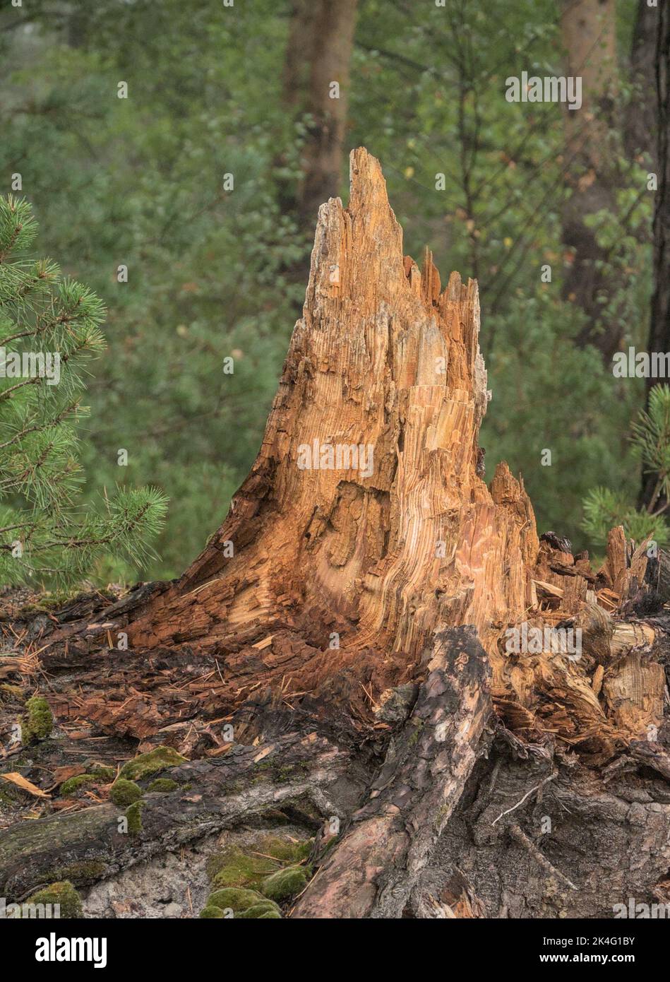 Decayed family tree in the forest Stock Photo - Alamy