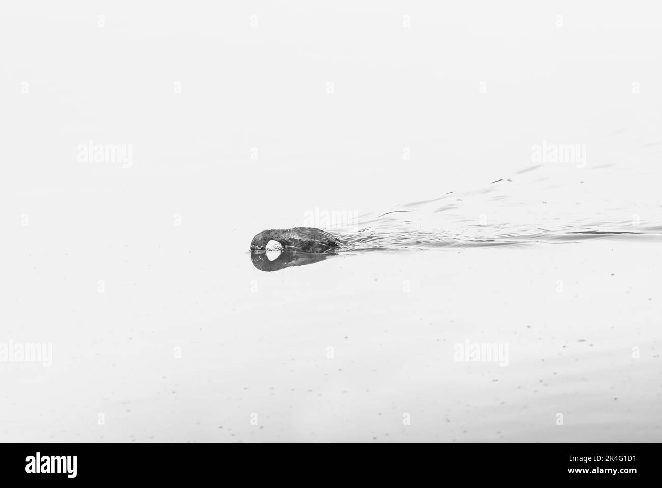 Monochrome shot of a Little Grebe (Tachybaptus ruficollis) as it starts to dive Stock Photo