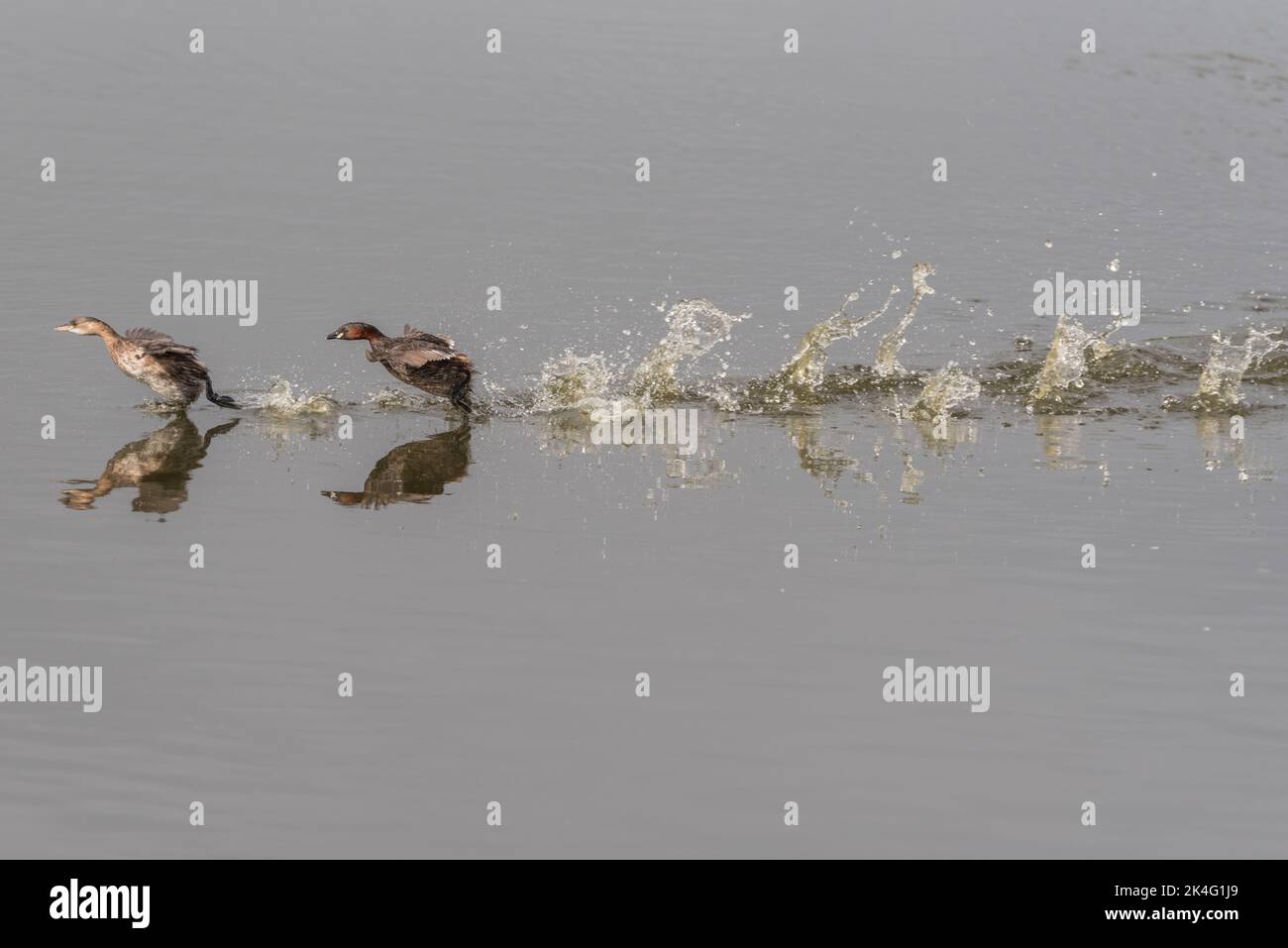 Adult Little Grebe (Tachybaptus ruficollis) chasing a younger bird