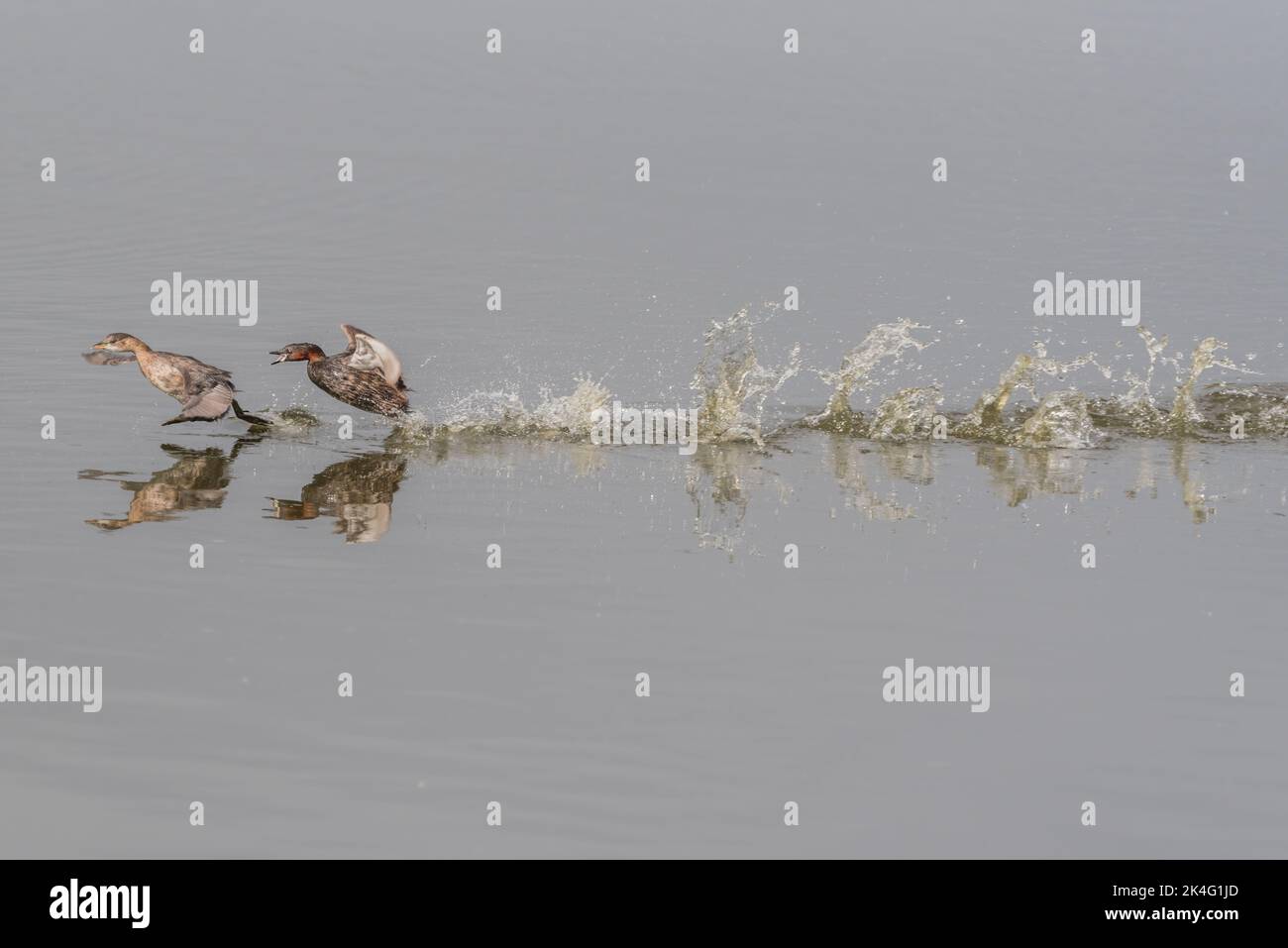 Adult Little Grebe (Tachybaptus ruficollis) chasing a younger bird