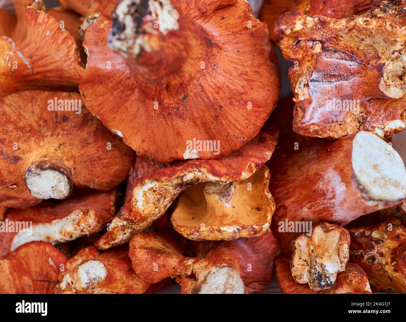 Lobster mushrooms are meaty mushrooms and can be cooked in many ways.  Beautiful orange-yellow color. Organic, foraged from the forests of NJ, USA Stock Photo