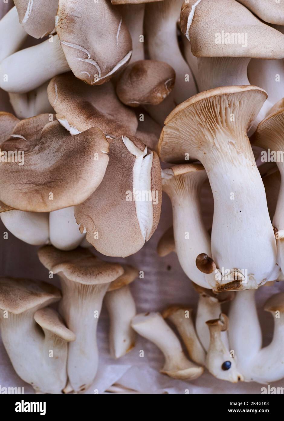 King Oyster mushrooms are meaty mushrooms that stand up to stir-frying.  They have a savory or umami quality.  A natural substitute for meats. Organic Stock Photo