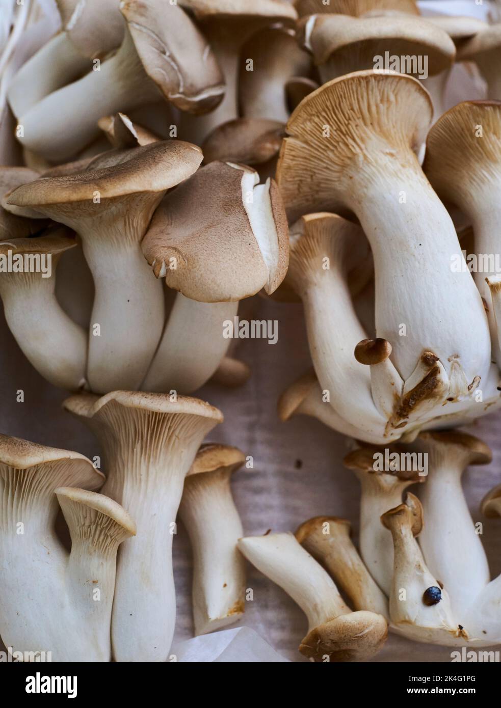 King Oyster mushrooms are meaty mushrooms that stand up to stir-frying.  They have a savory or umami quality.  A natural substitute for meats. Organic Stock Photo
