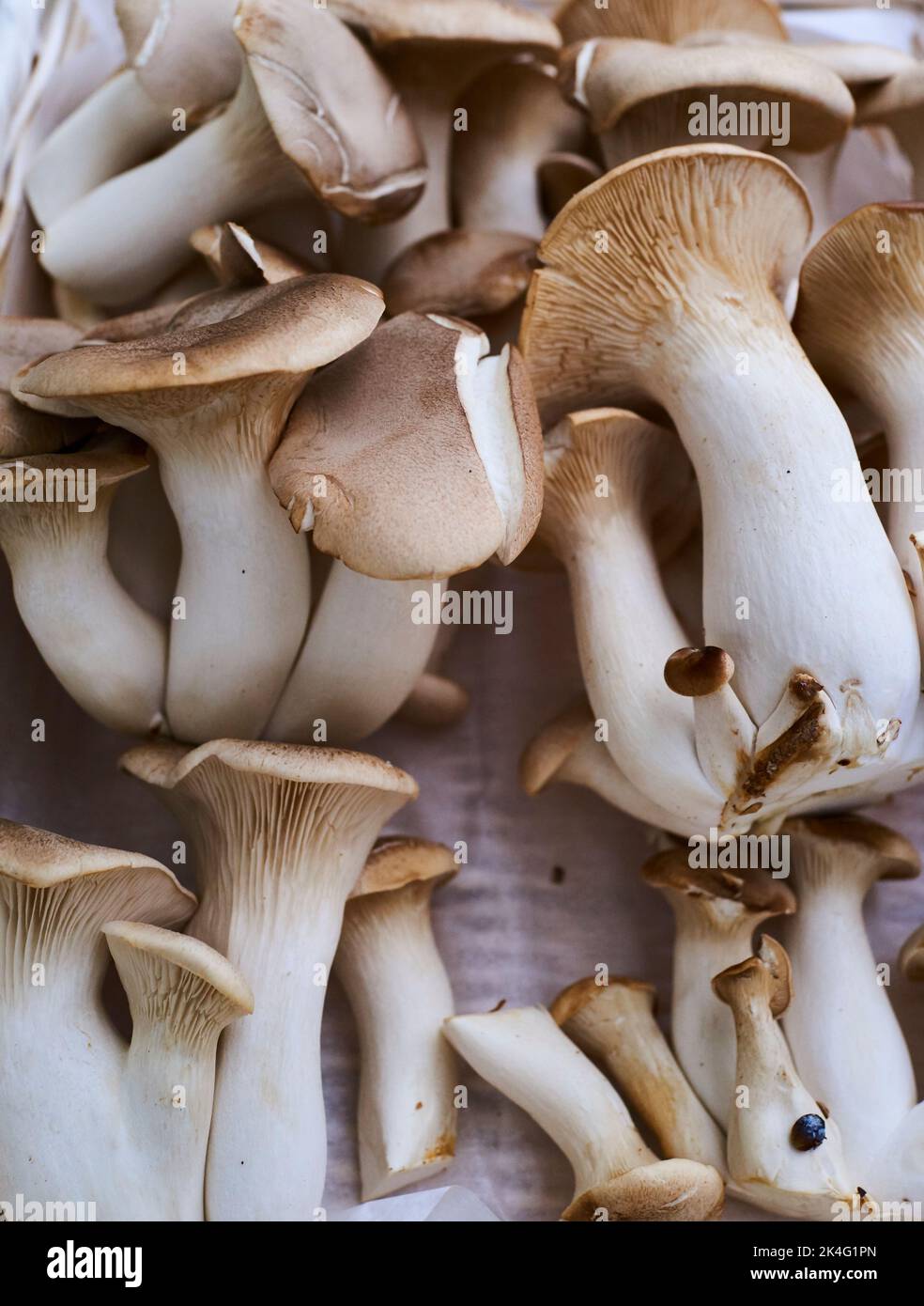 King Oyster mushrooms are meaty mushrooms that stand up to stir-frying.  They have a savory or umami quality.  A natural substitute for meats. Organic Stock Photo