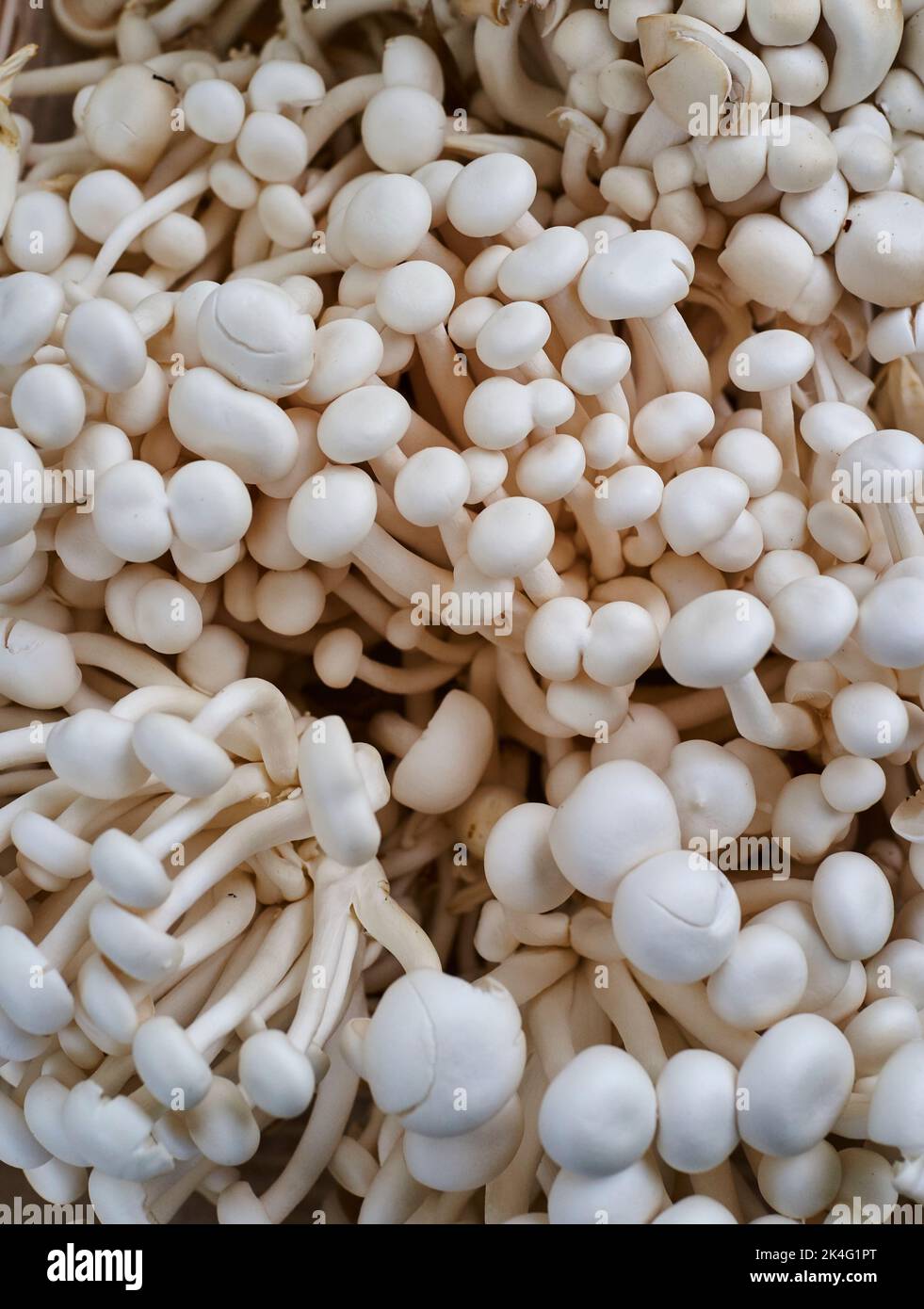 Alba Clamshell mushrooms are good in soups. Also know as hon-shimeji or White Beech mushrooms. Organic, foraged from the forests of NJ, USA Stock Photo