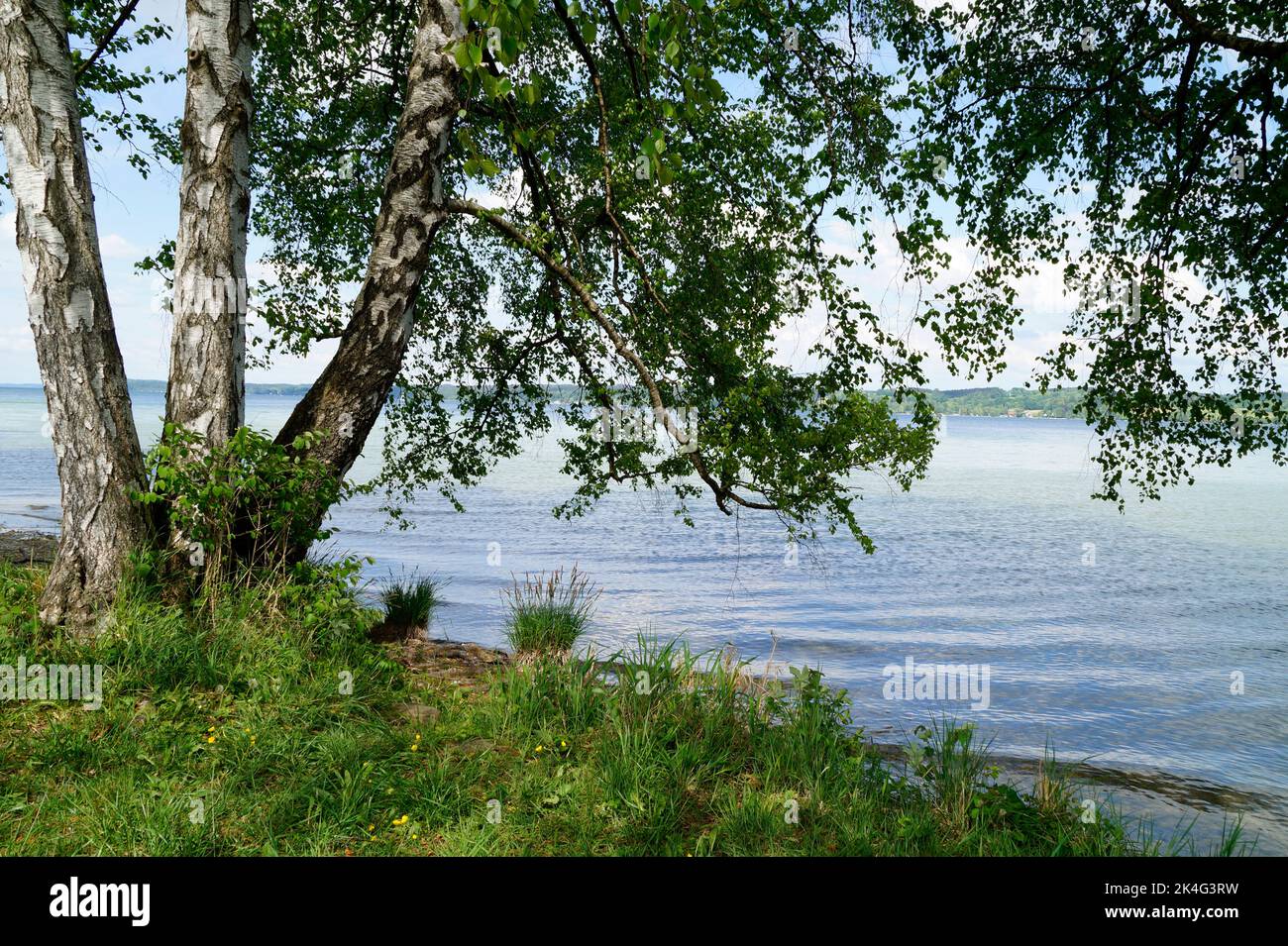 Trees bythe lake hi-res stock photography and images - Alamy