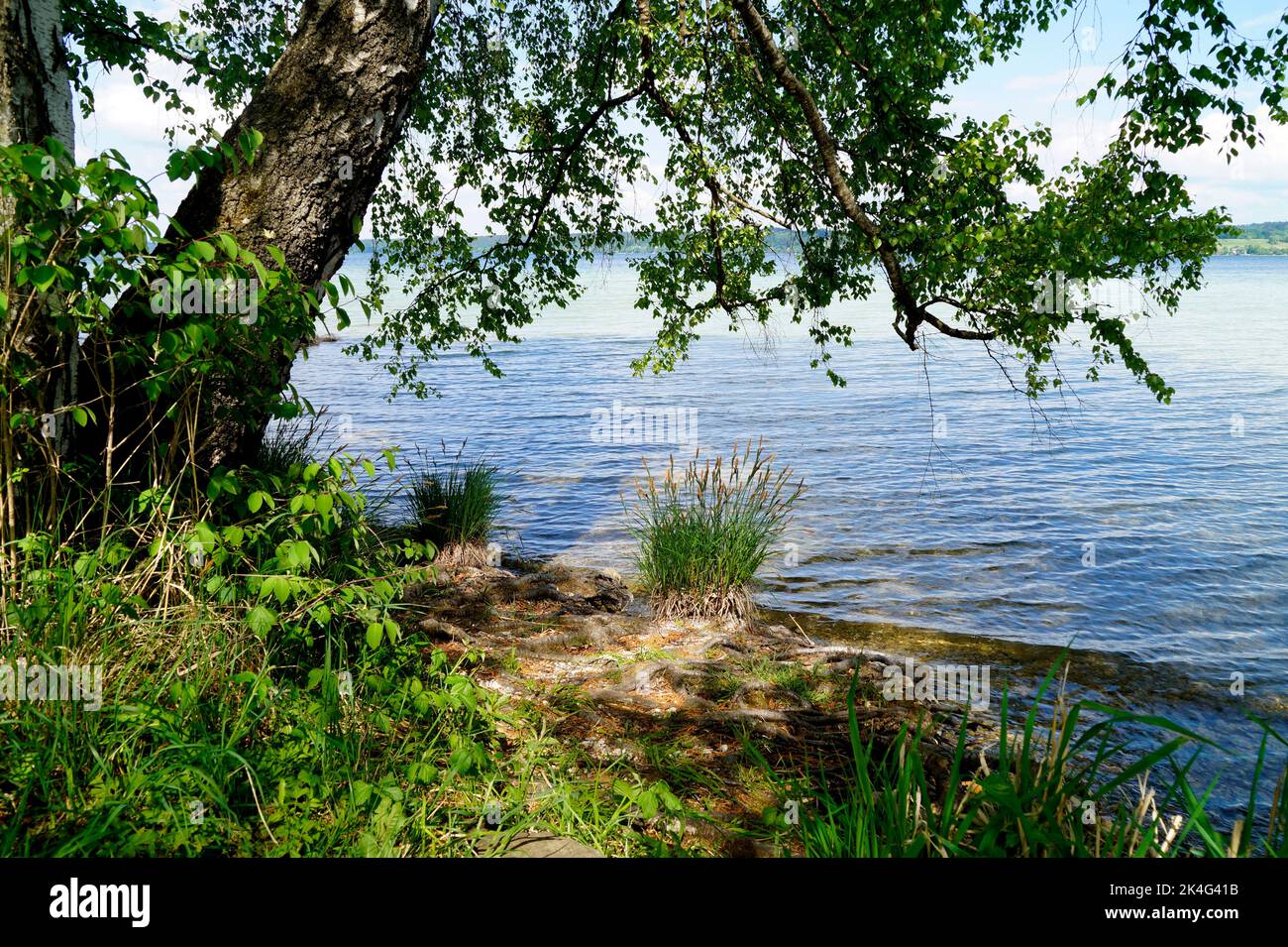 Trees bythe lake hi-res stock photography and images - Alamy