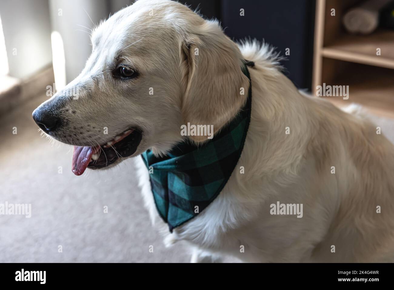 Dog labrador close-up in the interior of the house. Stock Photo